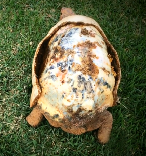 Seeekor kura kura bernama Freddy yang karapasnya rusak akibat kebakaran hutan di Brazil. Foto : Caters News Agency / Iflscience