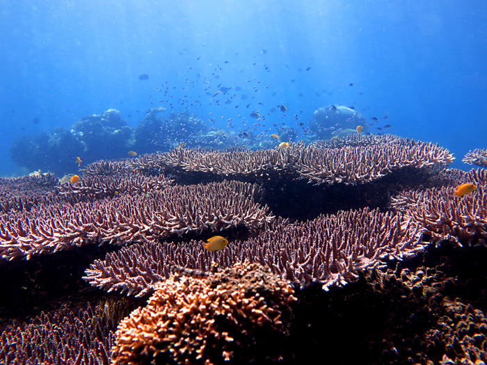 Terumbu karang yang ada di perairan Nusa Lembongan, Klungkung, Bali. Foto : Wisuda