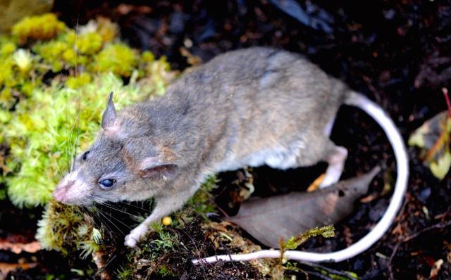 Tikus kambola, yang memiliki wilayah jelajah kauh hingga 40-an kilometer. Foto: Eko Rusdianto