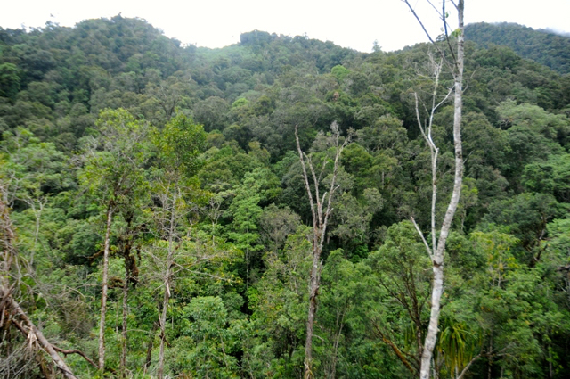 Tutupan hutan di sekitar base camp. ketinggian 1.624 mdpl 2. Foto: Eko Rusdianto