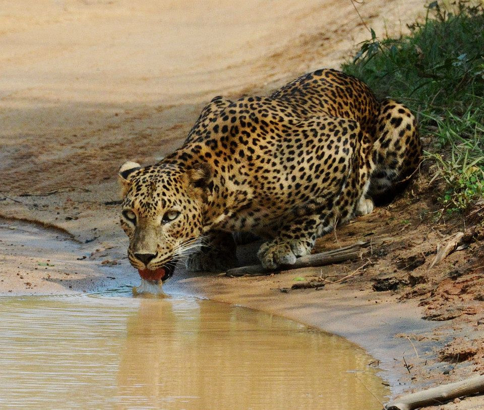Hanya sedikit penelitian yang menemukan keberadaan macan tutul Sri Lanka. Foto : Udayan Dasgupta.