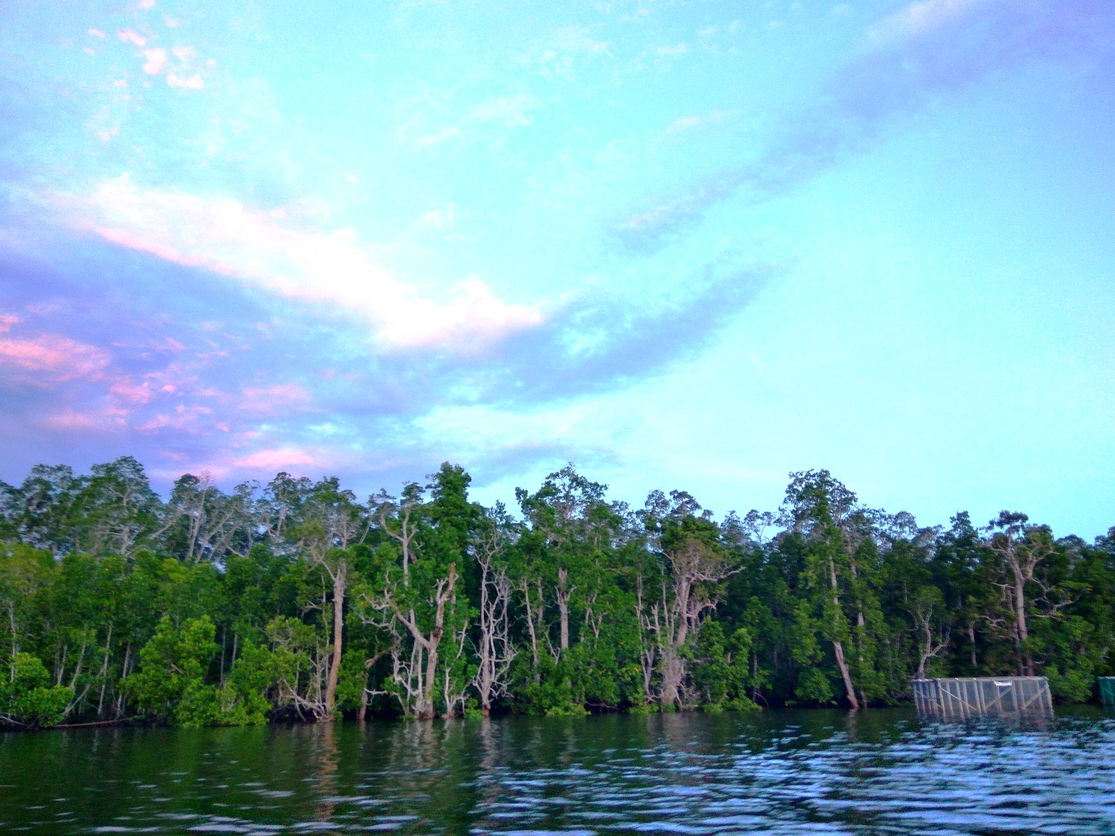 Hutan mangrove di Teluk Etna, Kabupaten Kaimana, Provinsi Papua Barat yang masih asri. Mangrove di Teluk Etna menjadi bagian dari mangrove Kaimana yang terluas dan potensial menjadi blue carbon di Indonesia. Foto : M Ambari 