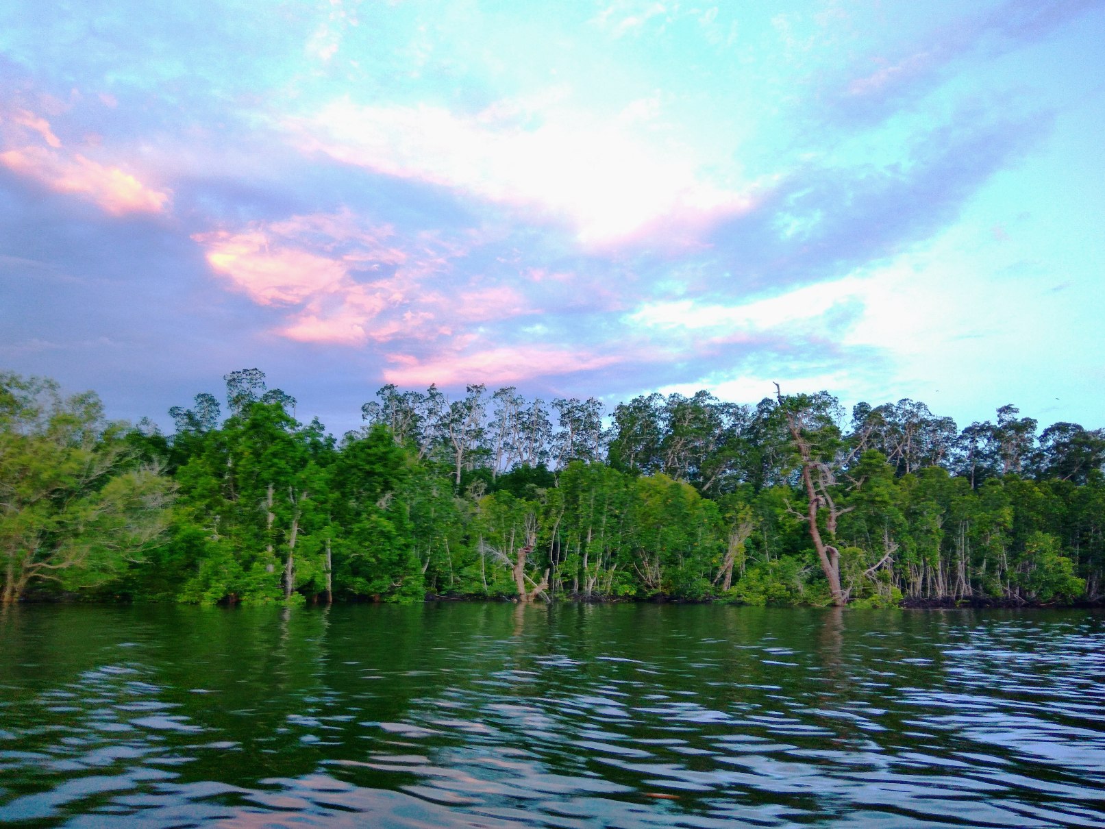 Hutan mangrove di Teluk Etna, Kabupaten Kaimana, Provinsi Papua Barat yang masih asri. Mangrove di Teluk Etna menjadi bagian dari mangrove Kaimana yang terluas di Indonesia. Foto : M Ambari 