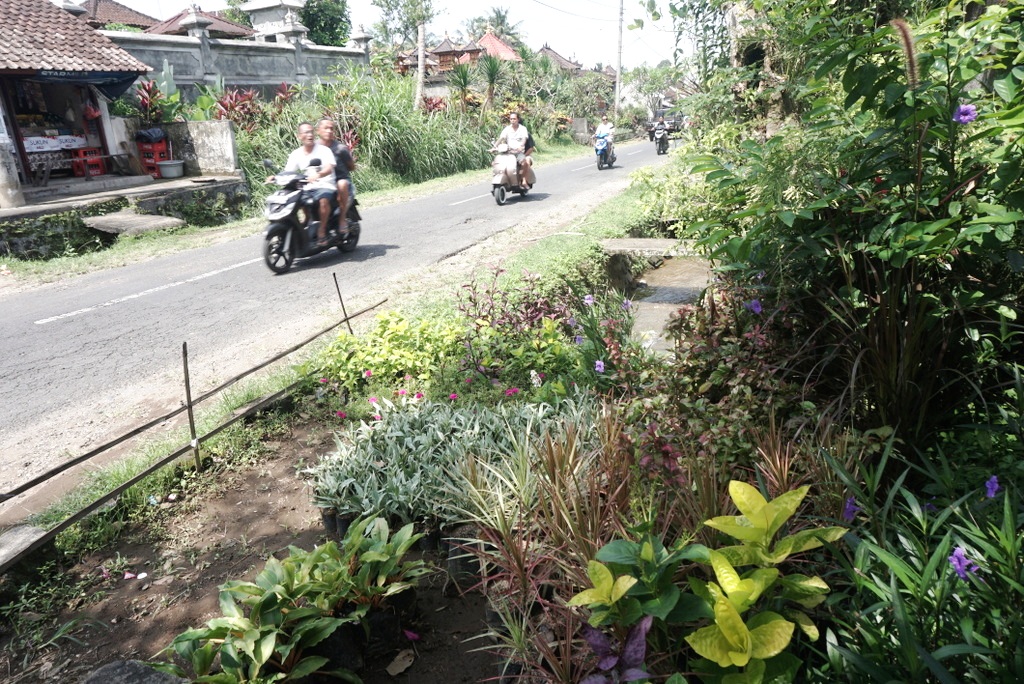 Halaman warga Desa Petiga, Kecamatan Marga, Kabupaten Tabanan, Bali yang terlihat asri karena ditanami dipenuhi aneka tanaman hias. Selain menjadikan asri, tanaman hias menjadi mata pencaharian warga untuk dijual. Foto : Luh De Suriyani