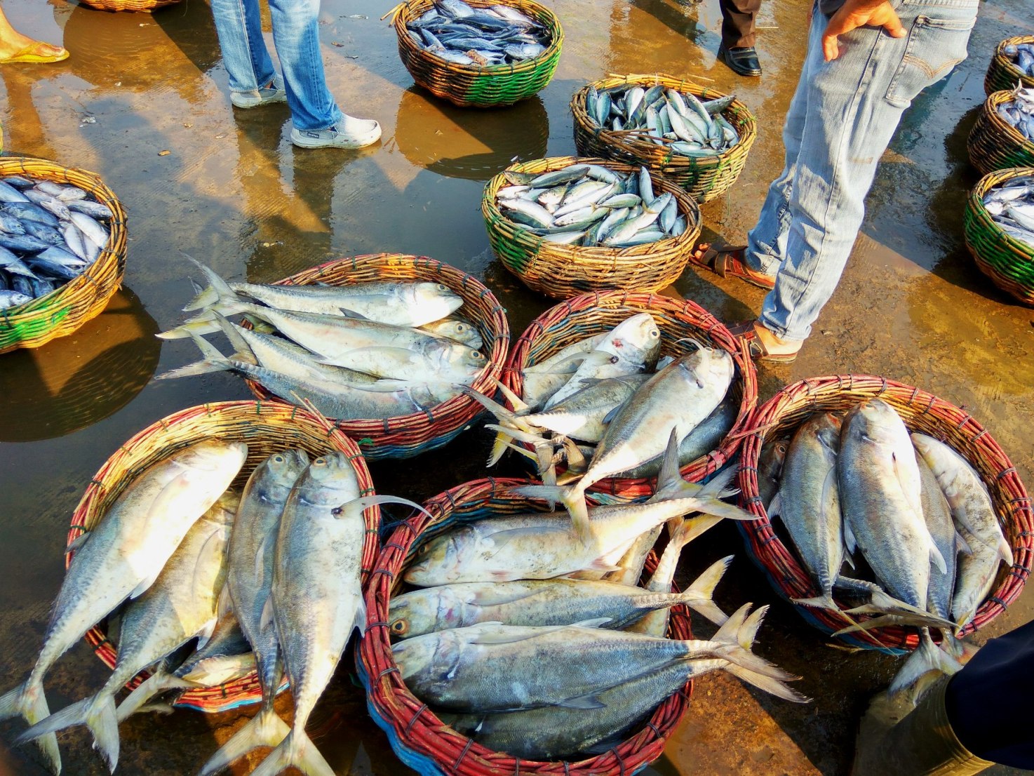 Ikan dalam keranjang hasil tangkapan nelayan siap dijual di Pangkalan Pendaratan Ikan (PPI) Pasiran, Pulau Sabang, Aceh pada Minggu (01/05/2016). Foto : M Ambari 