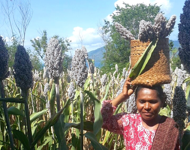 Sorgum yang dipanen di Flores Timur, memanfaatkan lahan tidur yang ada dengan tanaman produktif | Foto: Dewi Hutabarat