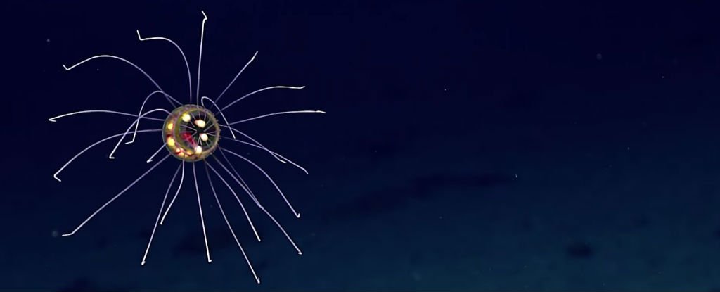 Ubur-ubur alien yang ditemukan di PAlung Mariana. Foto: NOAA