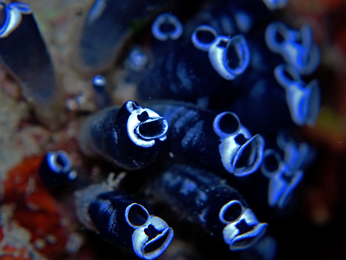 Tunicate, hewan laut parasit yang merugikan ikan, pelabuhan dan perahu ini, ternyata mempunyai potensi untuk obat. Foto : Wisuda 