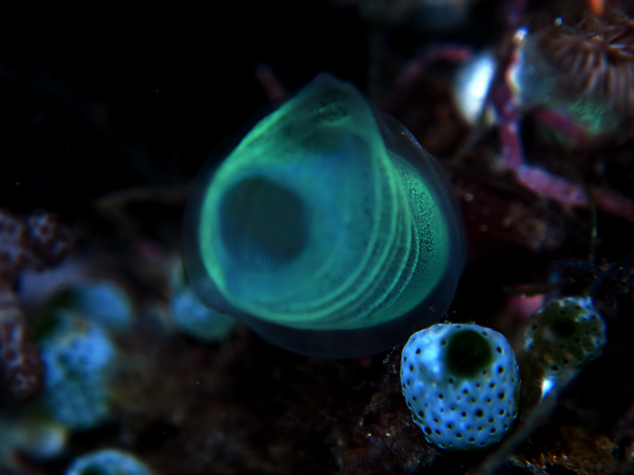 Tunicate atau urochordata, hewan laut eksotis yang berfungsi ekologis penting di laut. Foto : Wisuda 