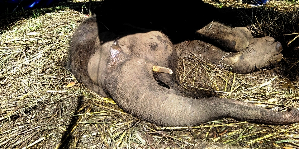 Yani, gajah sumatera koleksi Kebun Binatang Bandung, Jabar, yang mati pada Rabu (11/05/2016). Hasil nekropsi menunjukkan Yani yang berusia muda, mati karena berbagai komplikasi penyakit. Foto : Dony Iqbal