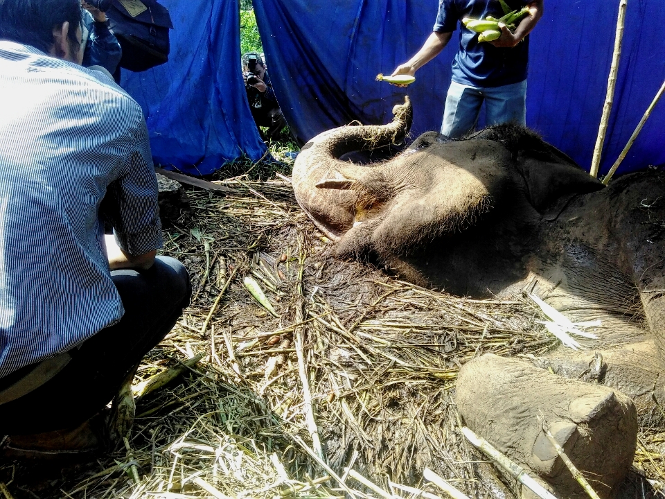 Yani, gajah sumatera koleksi Kebun Binatang Bandung, Jabar, saat sekarat pada Rabu (11/05/2016). Hasil nekropsi menunjukkan Yani yang berusia muda, mati karena berbagai komplikasi penyakit. Foto : Dony Iqbal