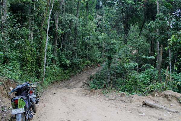 Salah satu sudut Taman Nasional Bogani Nani Wartabone, yang tak luput dari tekanan alih fungsi kawasan. Foto: Christopel Paino