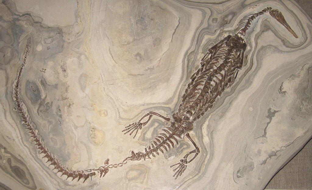 Mesosaurus. Sumber: Wikipedia