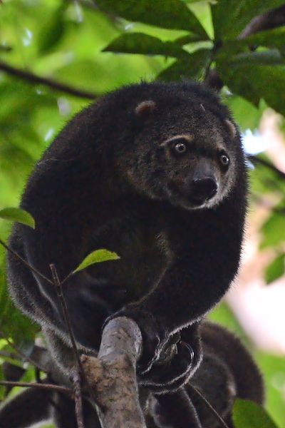 Kuskus beruang sulawesi. Foto: Wikipedia