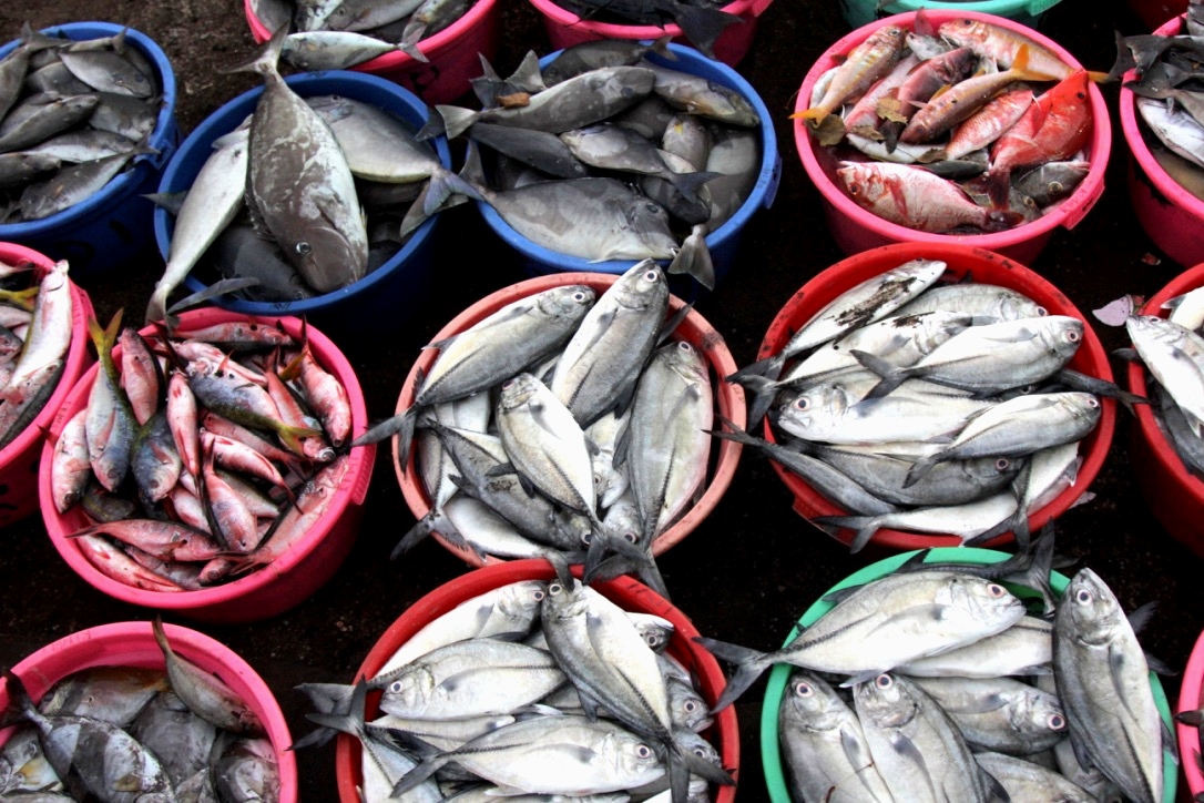 Aneka ikan yang ditangkap di Selat Alas Lombok Timur, NTB. RIbuan nelayan di perairan Lombok Timur terancam mata pencahariannya karena rencana pengerukan pasir laut oleh PT DAR untuk reklamasii Teluk Benoa Bali. Foto : Anton Muhajir