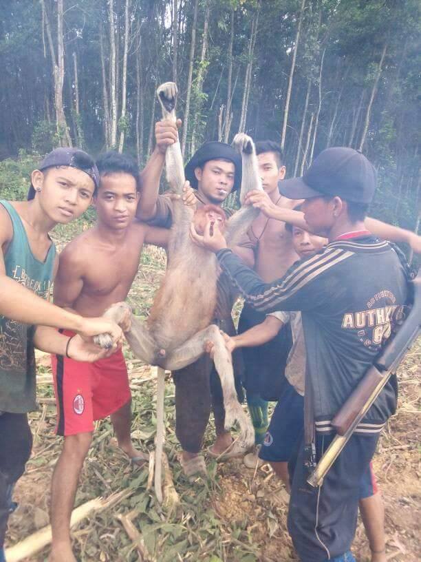 Para pelaku ini diduga melakukan kejahatan terhadap bekantan di hutan tempat mereka bekerja di Kalimantan Timur. Foto: akun Facebook  Uchu' Adam Dhoang 