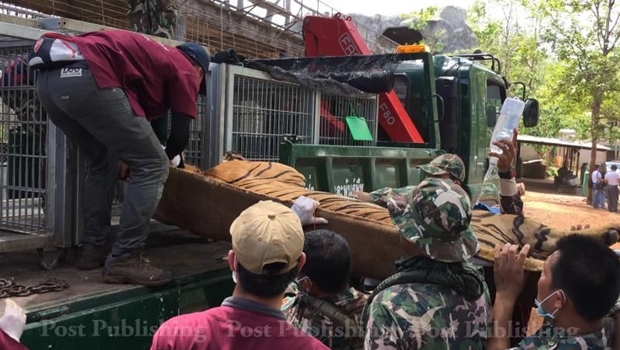 Pemindahan harimau dilakukan dari Kuil Harimau yang diduga merupakan tempat perdagangan gelap satwa liar. Sumber: Bangkok Post 