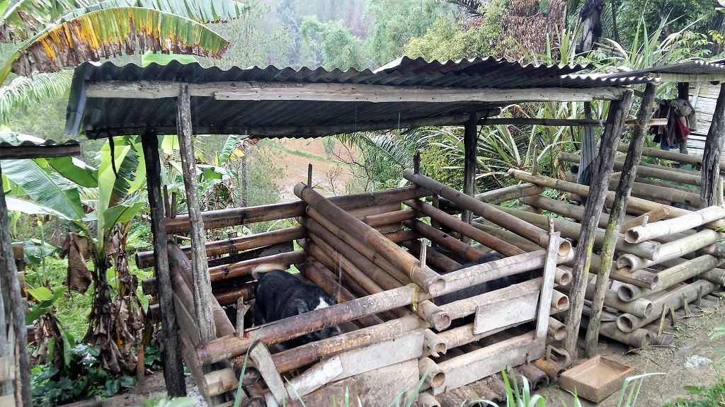 Umumnya masyarakat desa di Kabupaten Mamasa, Sulawesi Barat masih beternak babi secara tradisional menggunakan bibit dari babi hutan yang berukuran kecil dan masa pertumbuhan yang lambat. Dampaknya pada kurangnya produktifitas dan berbiaya tinggi. Foto : Wahyu Chandra
