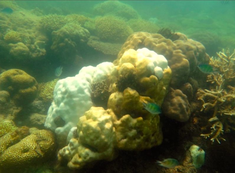 Karang Acropora sp (kiri) dalam hamparan luas dan Porites sp (kanan) sedang megalami pemutihan karang (coral bleaching). Foto: Ofri Johan