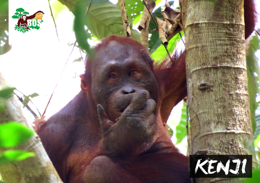 Kenji, orangutan yang dilepasliarkan di Hutan Kehje Sewen