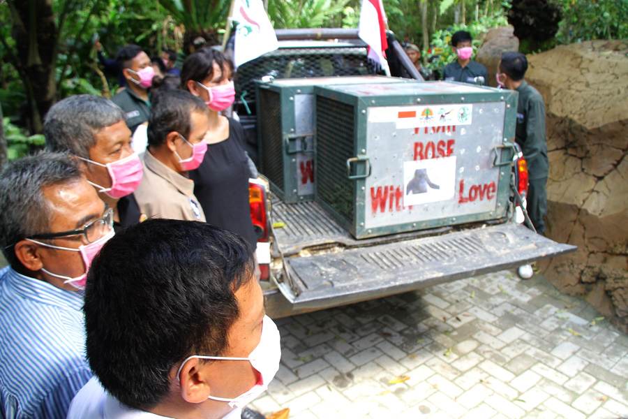 Lima orangutan yang siap dilepasliarkan di Hutan Kehje Sewen. Foto: Hendar