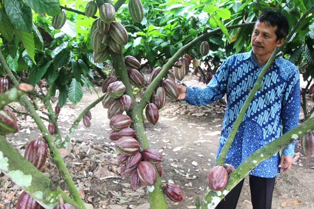 Kepala Urusan Pemasaran Puslitkoka Nur Kholis menunjukkan klon unggulan harapan di Pusat Penelitian Kopi dan Kakao (Puslitkoka) Indonesia Jember, Jawa Timur. Foto : Anton Muhajir