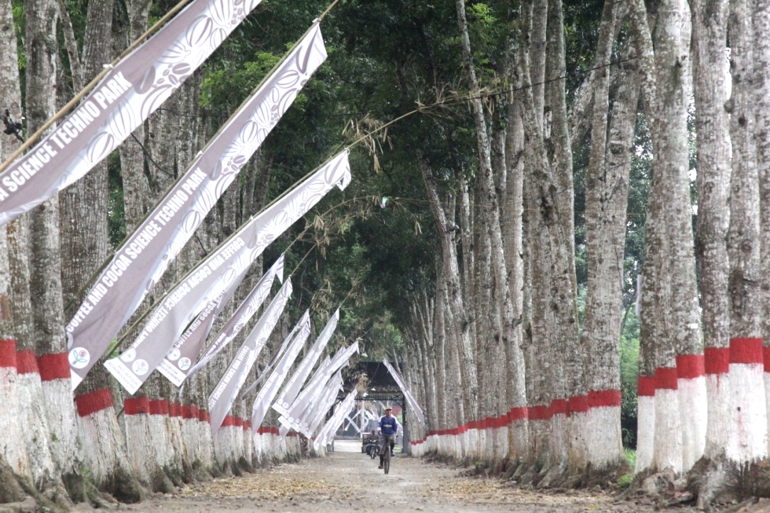 Pohon mahoni di kanan kiri jalan menuju kebun percontohan Pusat Penelitian Kopi dan Kakao (Puslitkoka) Indonesia Jember, Jawa Timur. Foto : Anton Muhajir