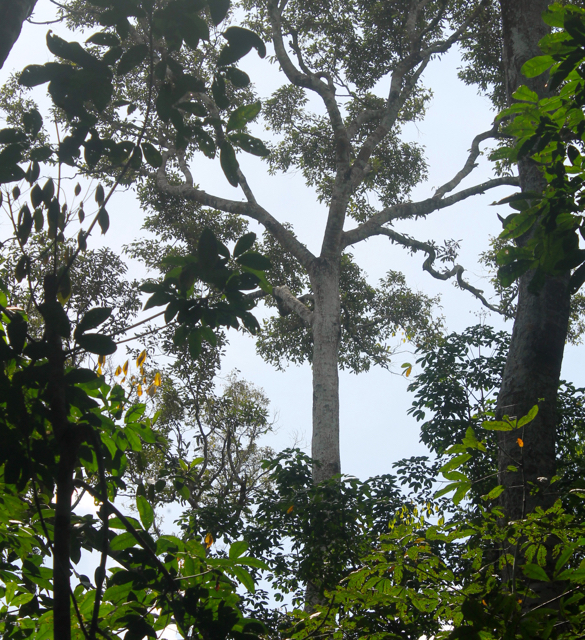 Beberapa tanaman hutan dan buah-buatn seperti durian yang masih tersisa di perladangan Suku Batin Sembilan. Foto: Elviza Diana