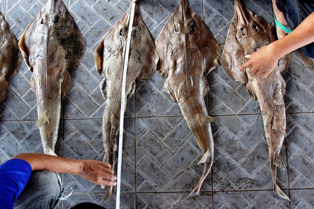 TPI Tanjung Luar, Lombok Timur, NTB banyak menjual ikan hiu yang ditangkap dari perairan sekitar. Foto : Anton Muhajir