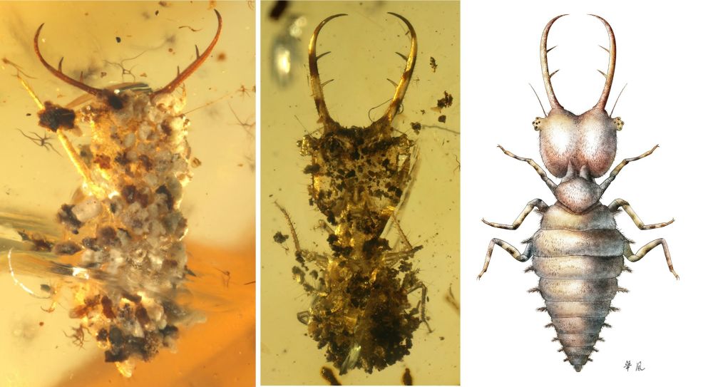 Larva Myrmeleontidae dari era pertengahan Cretaceous yang diperoleh dari pohon damar di Myanmar. Sumber: Wang et al/Science Advance