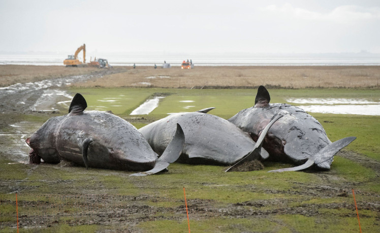 Delapan paus sperma yang mati di pantai wilayah negara bagian Schleswig-Holstein. Sumber foto: Rex