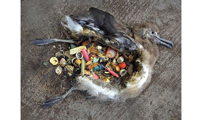 Burung albatros yang mati akibat perutnya penuh plastik. Foto: Chris Jordan