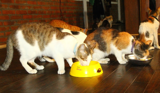 Kucing-kucing yang ditampung Bandizt dan Ina di rumah. Foto: Tommy Apriando