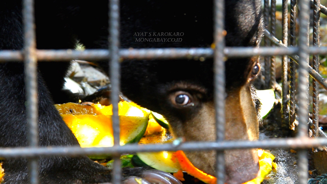 Beruang madu yang dievakuasi dari warga tengah menyantap buah segar. Foto: Ayat S Karokaro