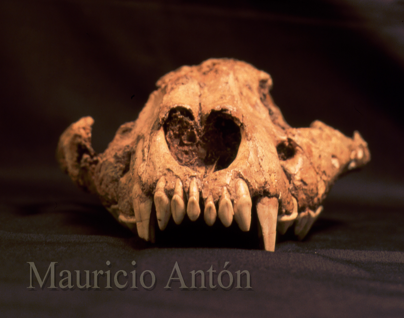 Fosil gigi dengan taring dinofelis. Foto : detechter.com