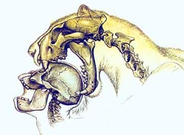Gambar rekaan dinofelis yang bisa meremukkan tulang tengkorak manusia. Foto : boredomtherapy.com