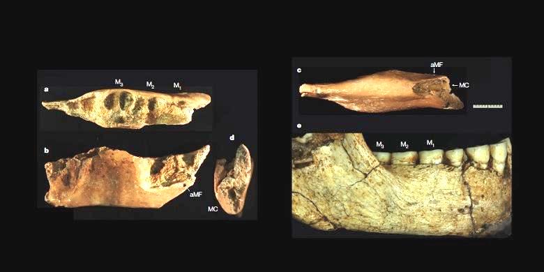 Fosil gigi dari mata menge atau manusia purba yang ditemukan di daerah Cekungan Soa, Kecamatan Soa, Kabupaten Ngada, NTT. Fosil ini ditemukan pada 8 Oktober 2014, oleh peneliti Museum Geologi, Bandung, saat melakukan ekskavasi, dan dipublikasikan di Jurnal Nature, tanggal 09/06/2016 oleh peneliti vertebrata University of Wollongong Australia, Van den Bergh. Foto : Van den Bergh