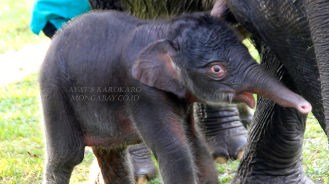 Si imut yang baru lahir. Foto: Ayat S Karokaro