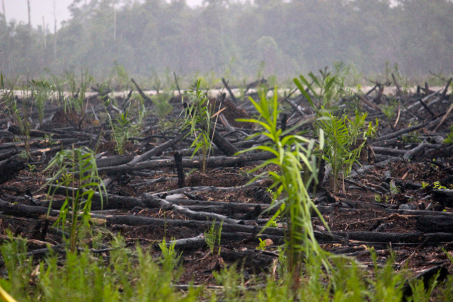 Praktik buruk tata kelola gambut di Kalteng. Kala, lahan gambut terbakar (sengaja dibakar), lalu, tak lama setelah itu puluhan hektar kawasan ini langsung ditanami sawit. Kehadiran BRG diharapkan bisa membenahi masalah-masalah ini. Foto: Sapariah Saturi