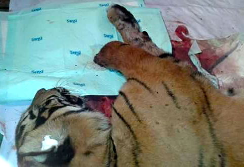 Harimau pasca operasi. Foto: Vinolia