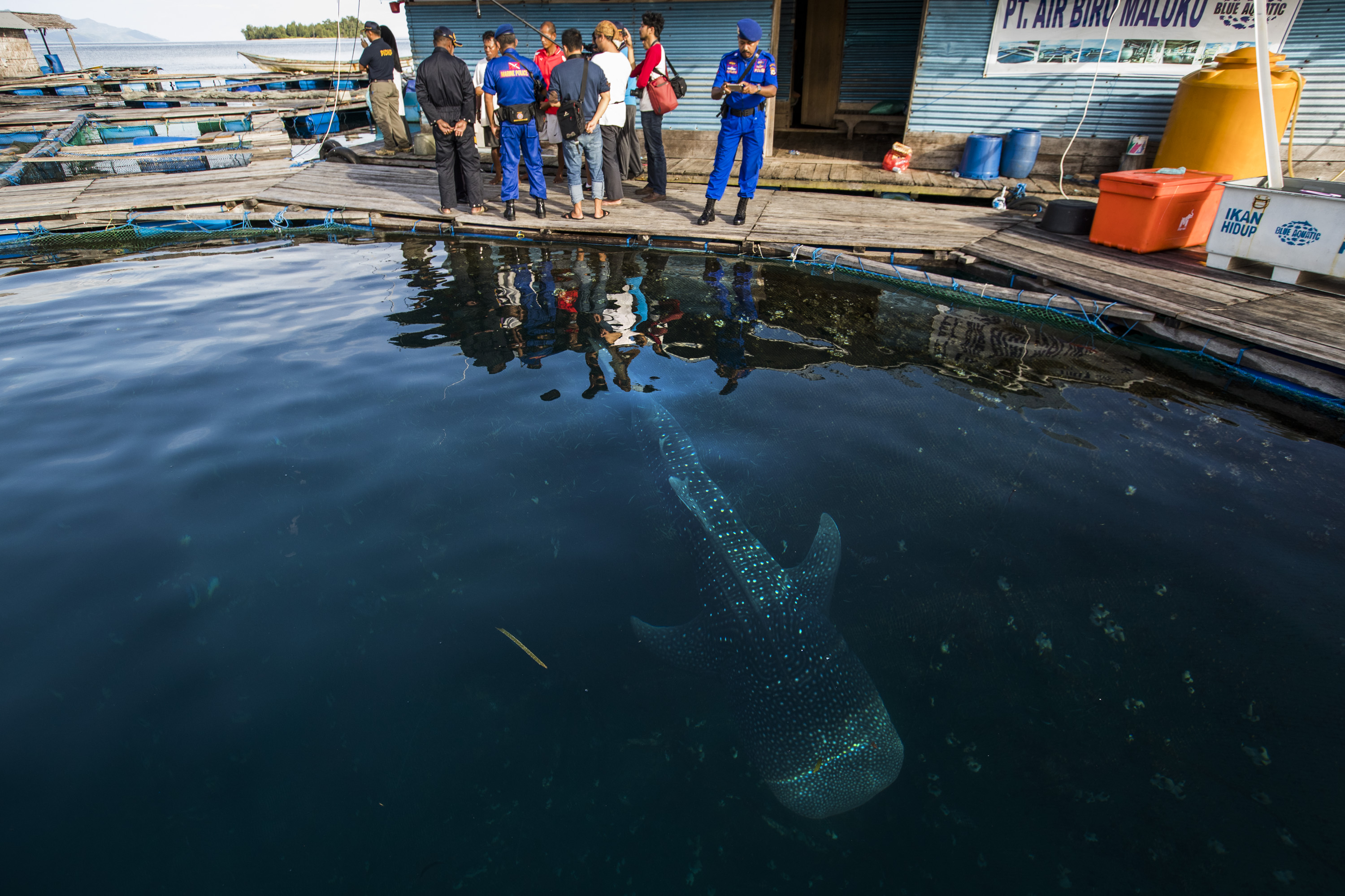 Satu dari dua ekor hiu paus (Rhincodon typus) yang ditangkap illegal di karamba jaring apung milik PT. Air Biru Maluku, di dekat Pulau Kasumba, Maluku. Sebelumnya, aparat menggerebeg tempat tersebut. Foto : Paul Hilton / WCS