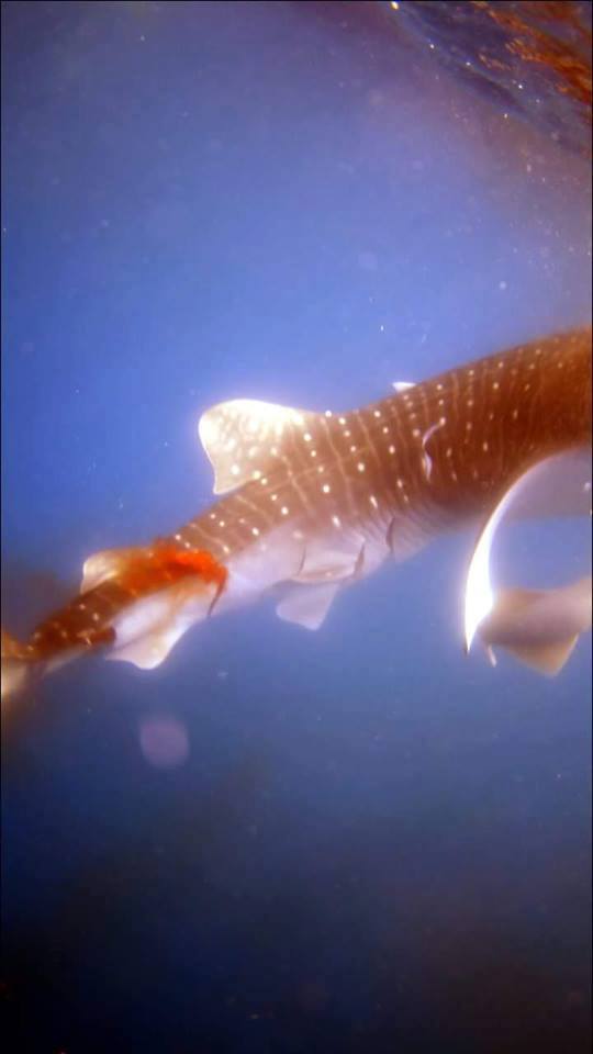 Seekor anakan hiu paus (Rhincodon typus) terluka parah mengeluarkan banyak darah di permukaan laut di perairan Buyuk, Nusa Penida, Bali. Diduga hiu paus tersebut telruka karena terkena baling-baling kapal cepat. Foto : Marketa Olmerova dan Oldrich Olmer