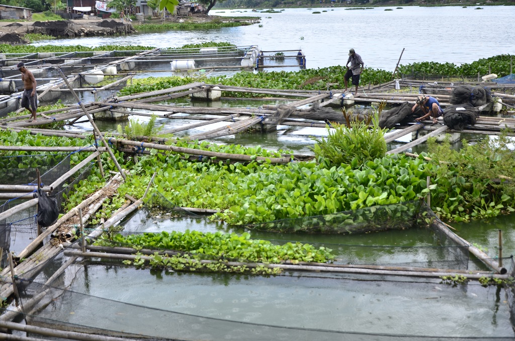 April 2016 merupakan bulan terpanas sepanjang sejarah manusia, dan berdampak pada meningkatnya suhu perairan. Ini menyebabkan kematian ikan nila dan lele dalam budidaya ikan keramba di pesisir Makassar, Sulsel. Foto: Wahyu Chandra