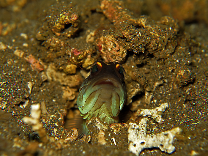 Ikan jawfish bernama latin Opistognathidae yang berukuran dari 10 cm sampai 50 cm.. Foto : Wisuda