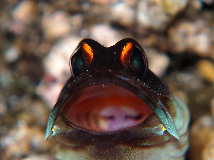 Ikan jawfish merupakan ikan bersifat mouthbrooders, yaitu menetaskan telur di mulut mereka untuk melindungi dari predatornya. Foto : Wisuda 