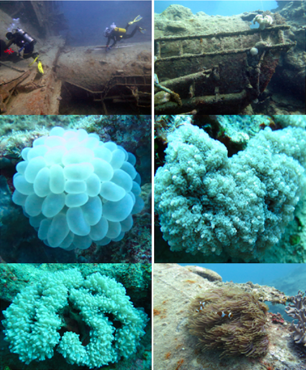 Kondisi kapal masih terlihat jelas bagian-bagiannya dan jenis karang Plerogyra sinuosa, Euphyllia yaeyamaensi, Physogyra lichteini dan anemon beserta ikan nemo mendukung keindahan kapal bagi pecinta selam. Foto: Ofri Johan