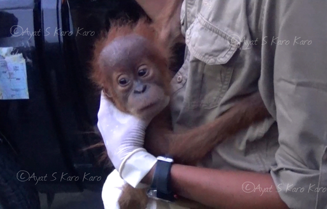Bayi orangutan Sumatera usia belum sampai satu tahun ini terlihat stres. Satwa ini dievakuasi dari warga di Aceh Tamiang, Aceh. Foto: Ayat S Karokaro