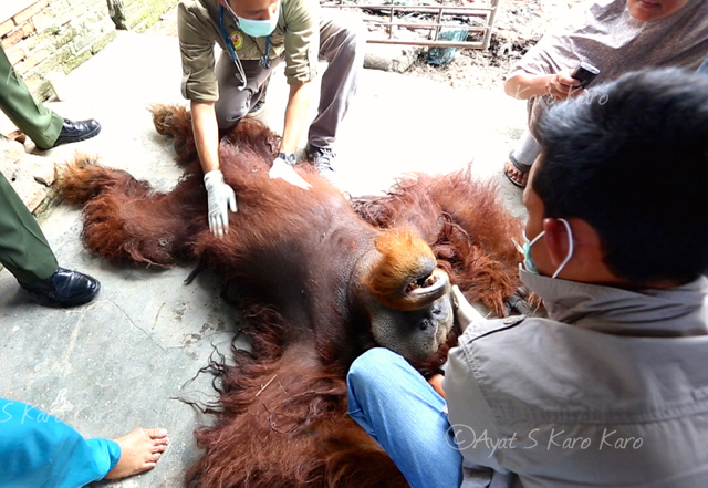 Evakuasi terhadap orangutan Sumatera usia 20 tahun ini dilakukan dengan membius. Kemudian dibawa ke Karantina SOCP di Batu Mbelin, Sibolangit, Sumut. Fpto: Ayat S Karokaro