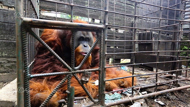 Kandang kecil dan terlalu lama dalam kandang, membuat orangutan ini sulit bergerak. Perlu waktu lama dan kesabaran buat mengembalikan sifat liat satwa dilindungi ini. Foto: Ayat S Karokaro