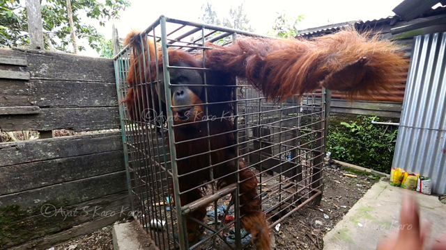 Sejak kecil orangutan ini hidup di kandang. Foto: Ayat S Karokaro